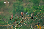 Picazuro Pigeon (Patagioenas picazuro)